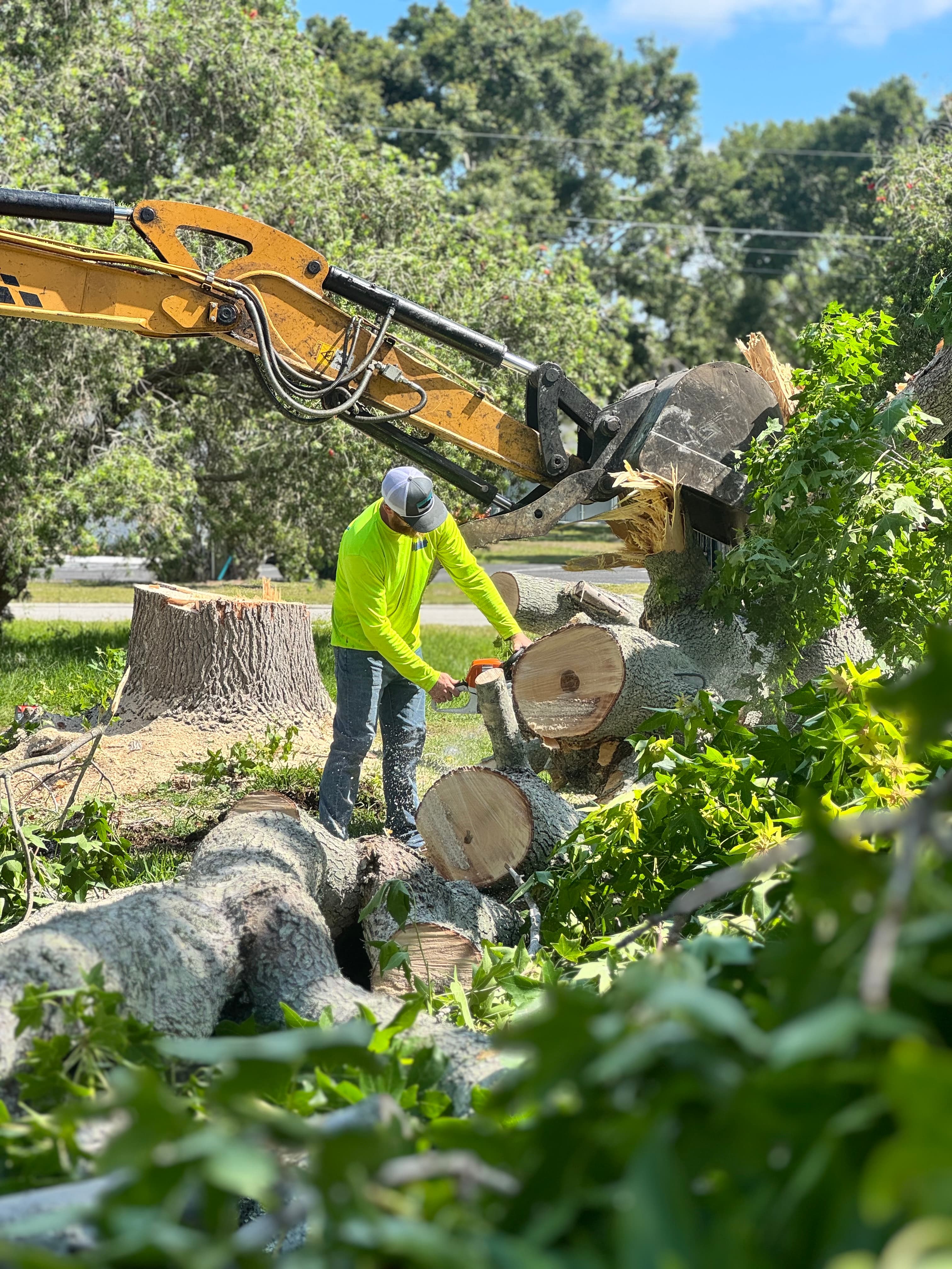 Tree removal and cleanup services in St. Petersburg, Florida